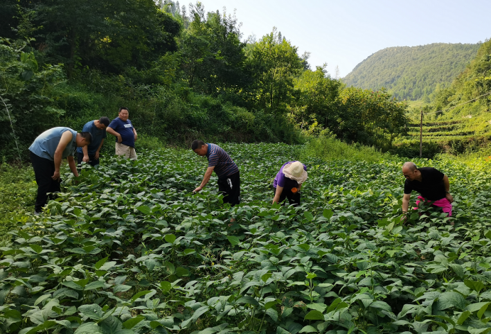 湖北恩施州農(nóng)業(yè)農(nóng)村局領(lǐng)導(dǎo)蒞臨岳氏集團5000畝富硒黑豆種植基地調(diào)研指導(dǎo)